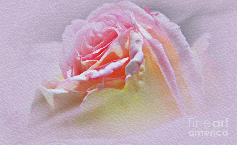 Nature Photograph - Soft And Delicate Petals by Judy Palkimas