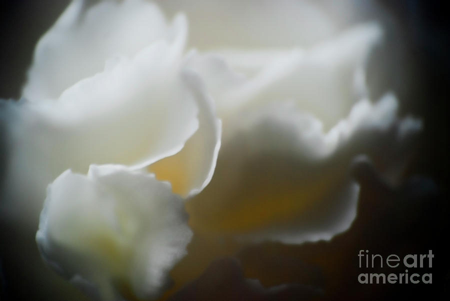 Flowers Still Life Photograph - Soft and Delicate by Ron Roberts