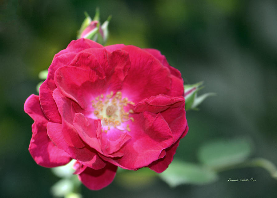 Soft and Gentle Rose Photograph by Connie Fox