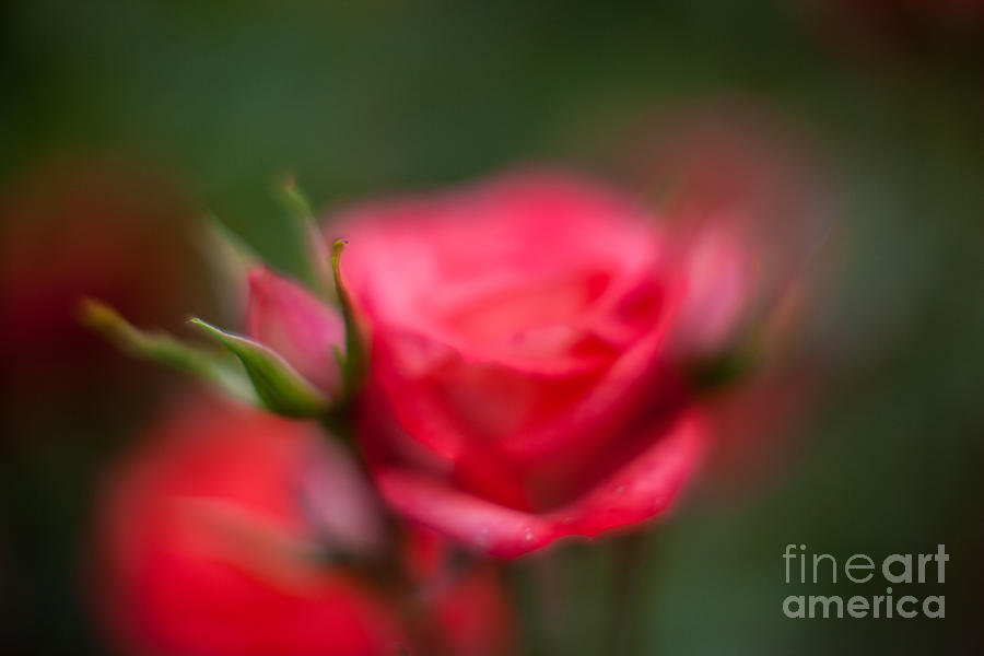 Soft And Peaceful Red Rose Photograph