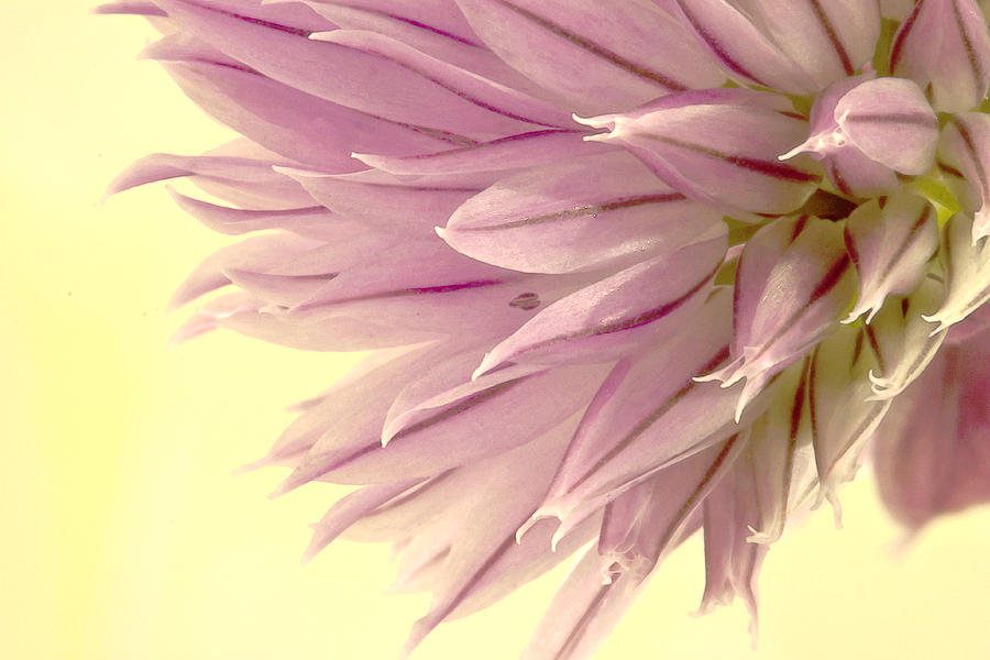 Onion Flower Photograph - Soft And To The Point by Sandra Foster