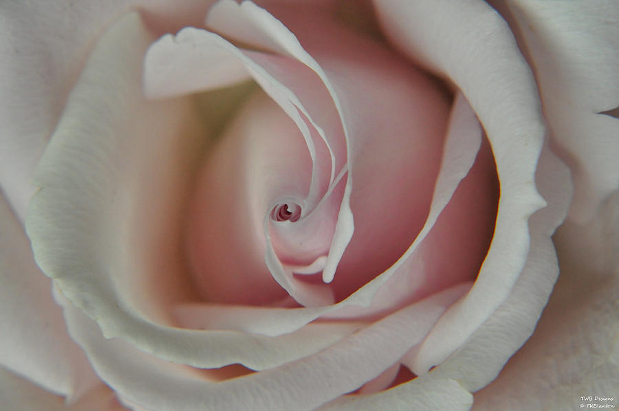 Valentines Day Photograph - Soft as a Cloud by Teresa Blanton