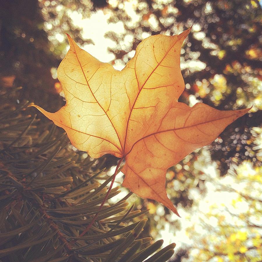 Soft Autumn Leaf Photograph by Jodie Griggs