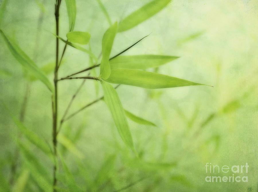 Nature Photograph - Soft Bamboo by Priska Wettstein