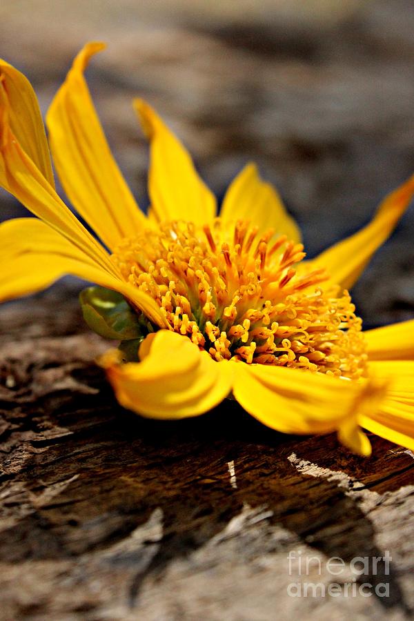 Sunflower Photograph - Soft Beauty by Clare Bevan