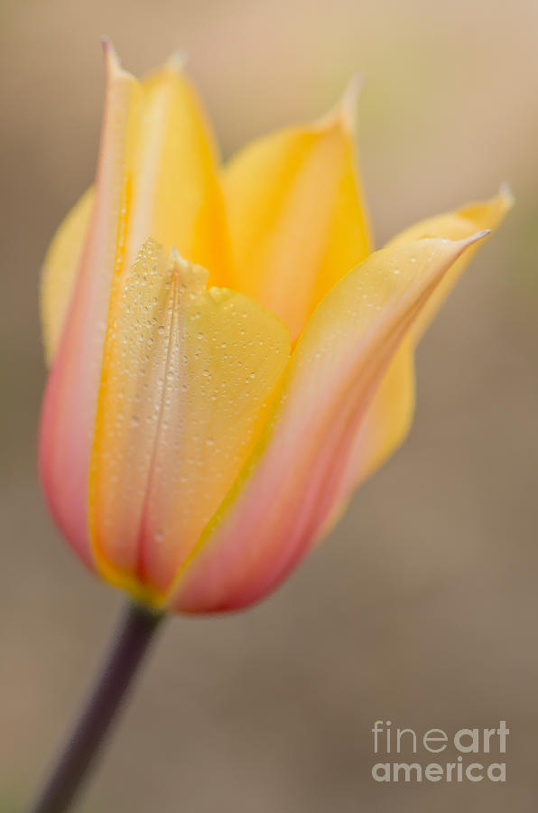 Spring Photograph - Soft Beauty by Nick Boren