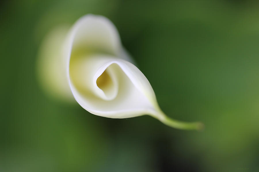 Abstract Photograph - Soft Beginnings Calla Lily Flower by Jennie Marie Schell