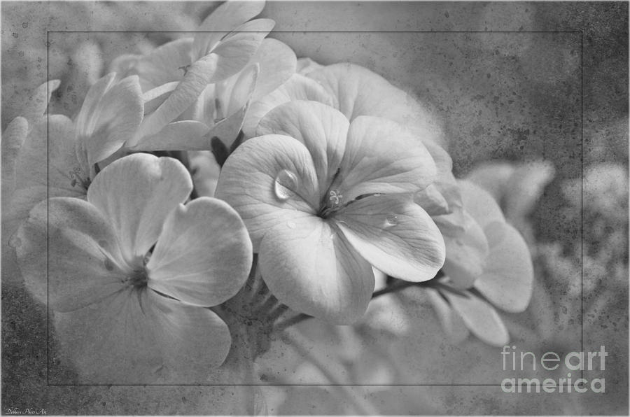 Soft black and white Geraniums Photograph by Debbie Portwood