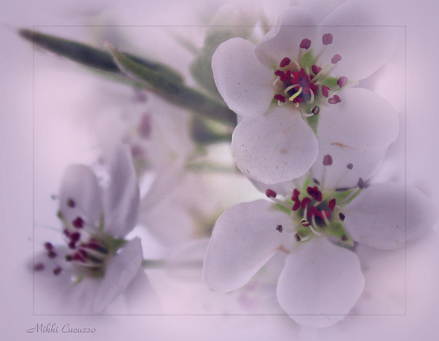 Soft blossoms Photograph by Mikki Cucuzzo