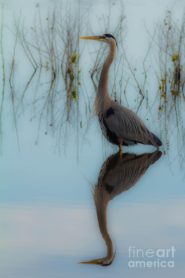 Wildlife Photograph - Soft Blue Heron by Ursula Lawrence