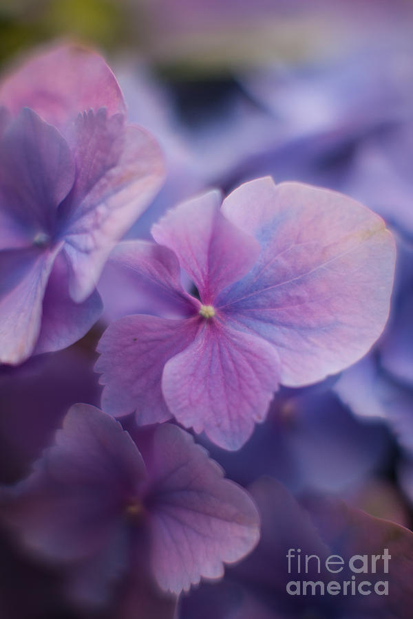 Soft Blue Hydrangea Photograph