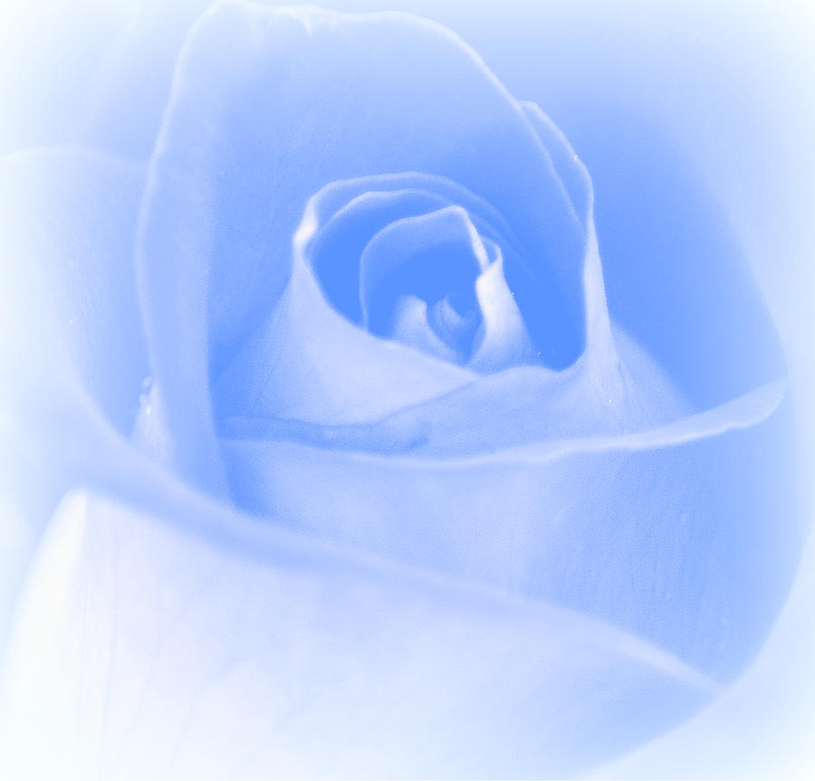 Soft Blue Rose I Photograph by Joan Han