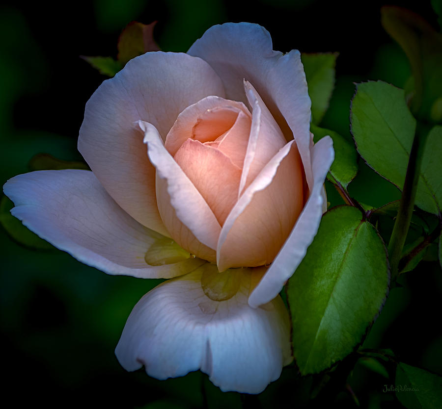 Soft Blush Rose Photograph by Julie Palencia