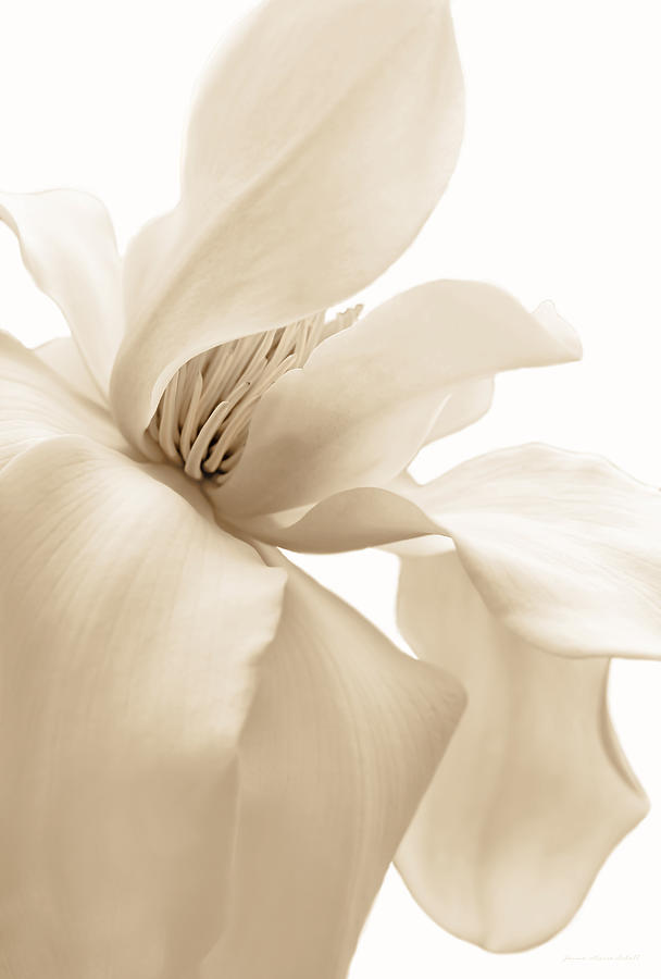 Soft Brown Magnolia Flower Blossom Photograph by Jennie Marie Schell