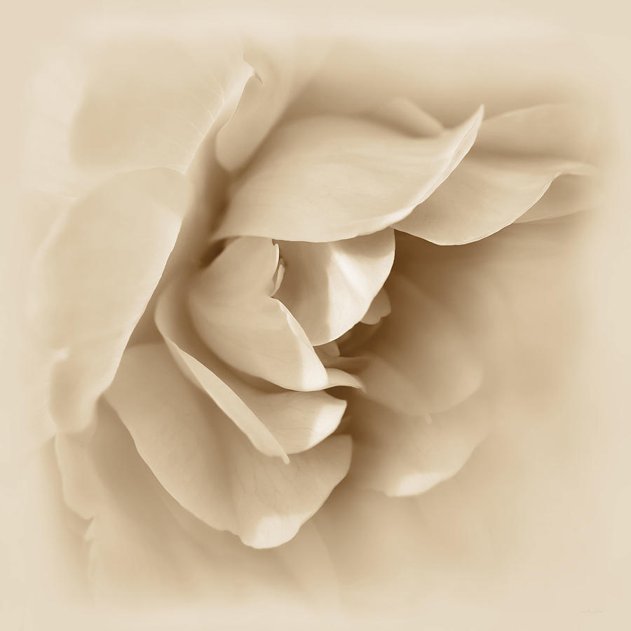 Soft Brown Rose Flower  Photograph by Jennie Marie Schell