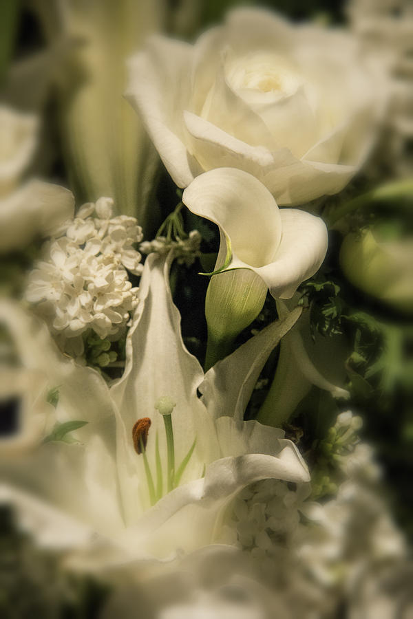 Rose Photograph - Soft Calla Lily by Garry Gay