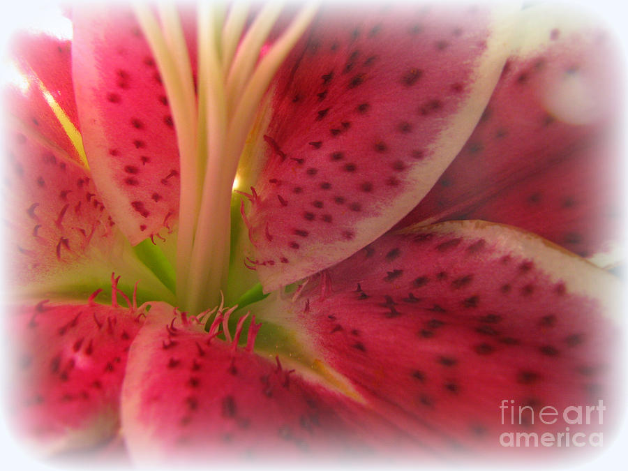 Lily Photograph - Watermelon by C Ray  Roth
