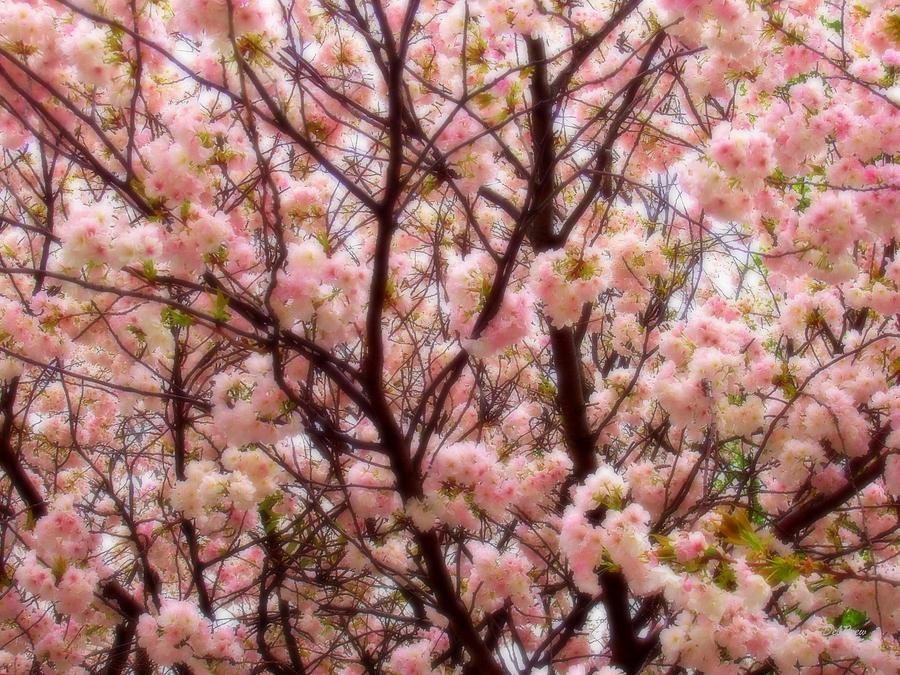 Soft Cherry Blossoms Photograph by Deborah  Crew-Johnson