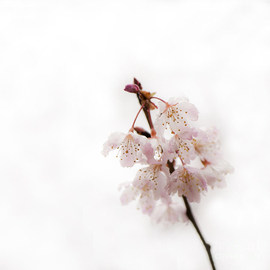 Soft Cherry Plum Photograph by Anne Gilbert