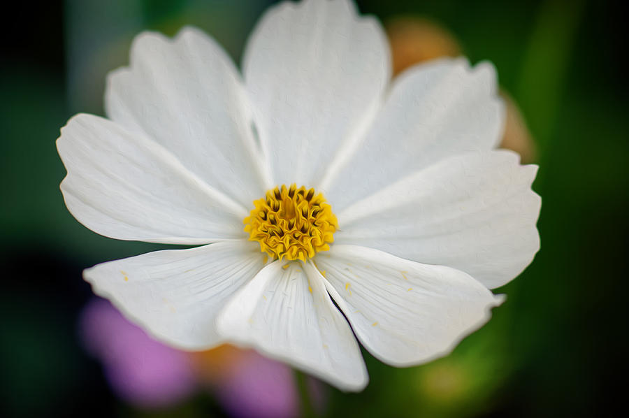 Soft color flower art Photograph by Tammy Smith - Fine Art America