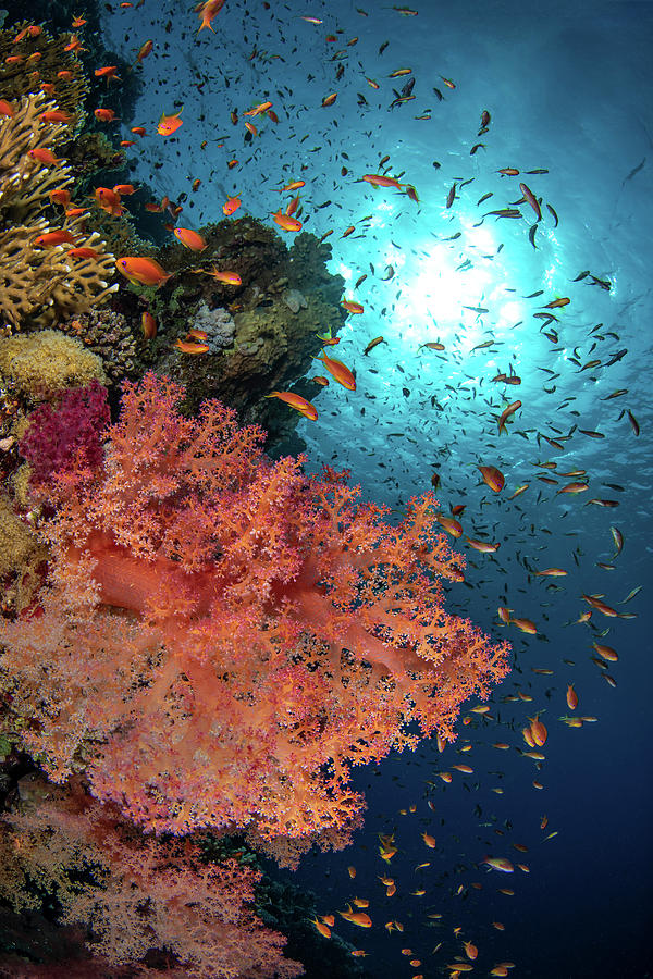 Soft Coral And Anthias Fish On Jackson Photograph by Brook Peterson