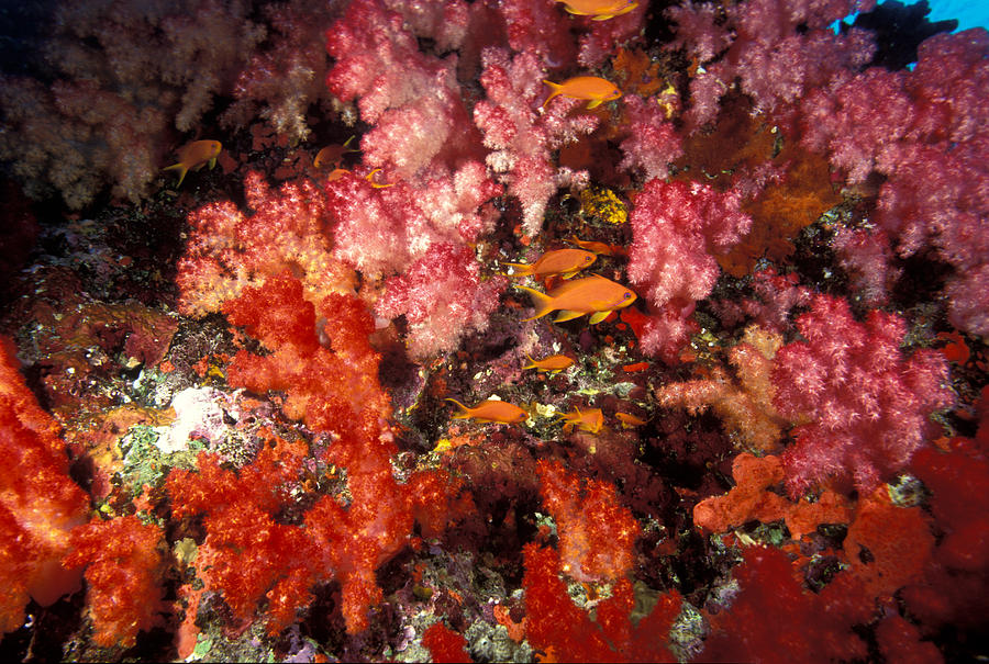 Soft Coral And Anthias Photograph by Greg Ochocki