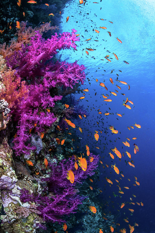 Soft Coral And Schooling Anthias Photograph by Brook Peterson - Fine ...