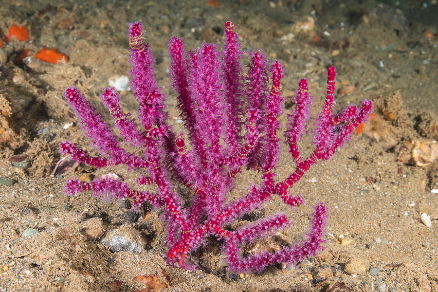Soft Coral Photograph by Andrew J. Martinez