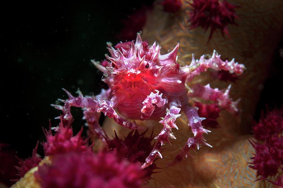 Soft Coral Crab Photograph by Ethan Daniels