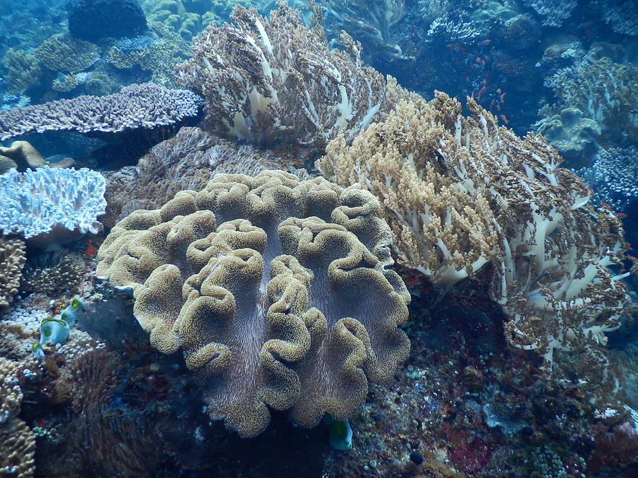 Soft Coral Diversity Photograph by Carleton Ray