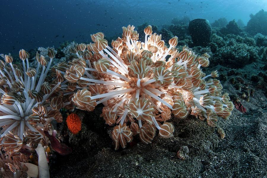 Soft Coral Photograph by Ethan Daniels