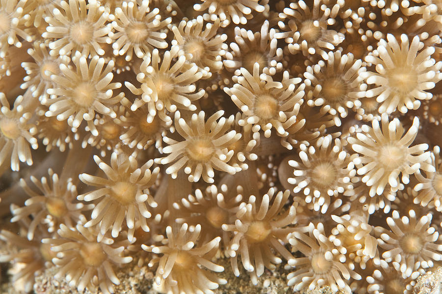 Soft Coral Polyps Photograph by Andrew J. Martinez