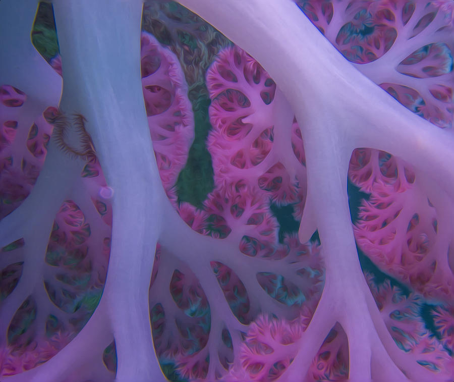 Soft Coral   Photograph by Terry Cosgrave