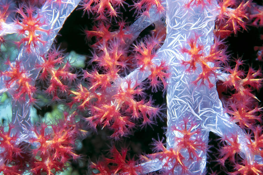 Soft Corals 18 Photograph by Dawn Eshelman