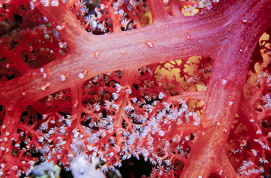 Micronesia Photograph - Soft Corals 2 by Dawn Eshelman