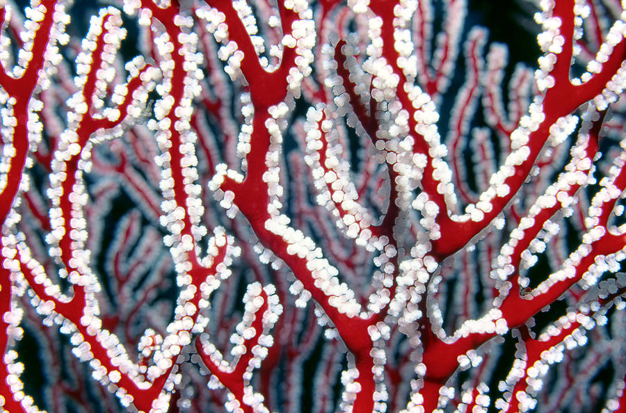 Soft Corals 3 Photograph by Dawn Eshelman