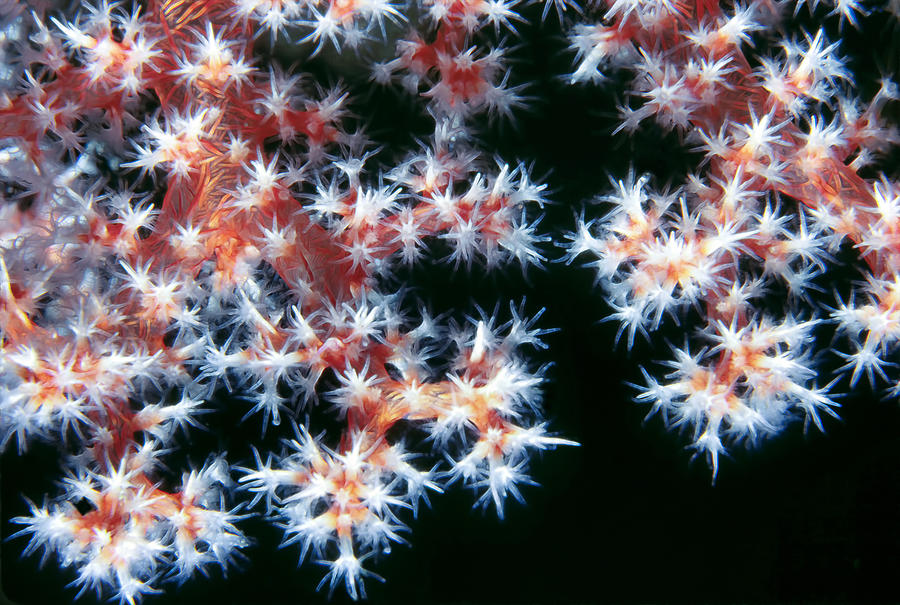 Micronesia Photograph - Soft Corals 5 by Dawn Eshelman