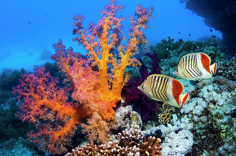 Soft Corals And Butterflyfish On A Reef Photograph by Georgette Douwma/science Photo Library