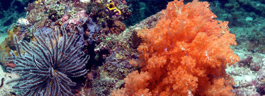 Soft Corals And Feather Stars Photograph by Peter Scoones/science Photo Library