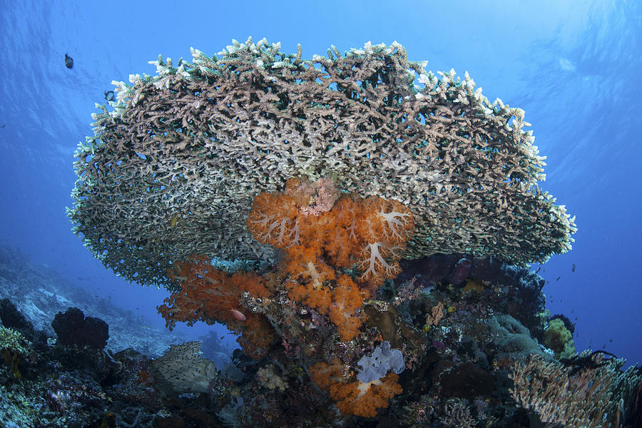 Soft Corals Grow Beneath A Large Table Photograph by Ethan Daniels ...