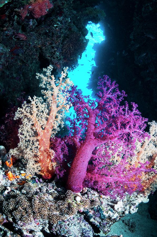 Soft Corals On A Coral Reef Photograph by Georgette Douwma/science Photo Library
