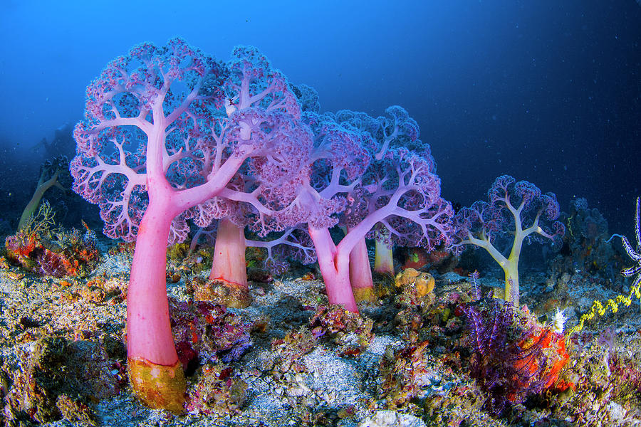 Soft Corals Photograph by Raimundo Fernandez Diez