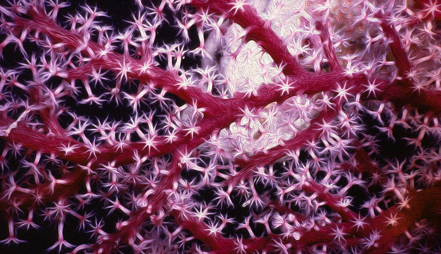 Soft Corals Digital Art by Roy Pedersen