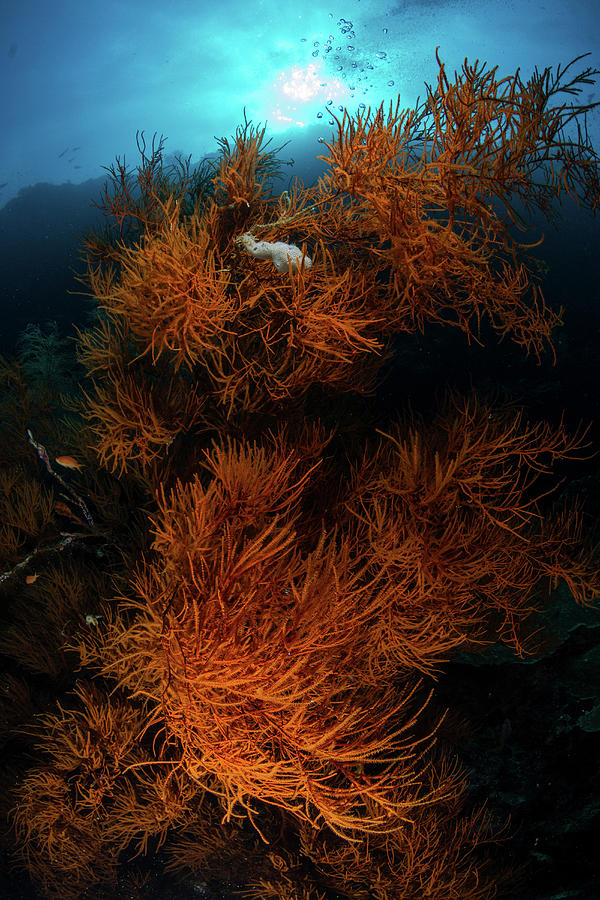 Soft Corals, Sipadan, Malaysia Photograph by Alessandro Cere