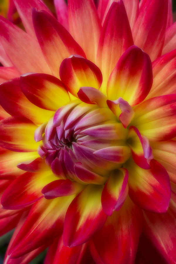 Flower Photograph - Soft Dahlia by Garry Gay