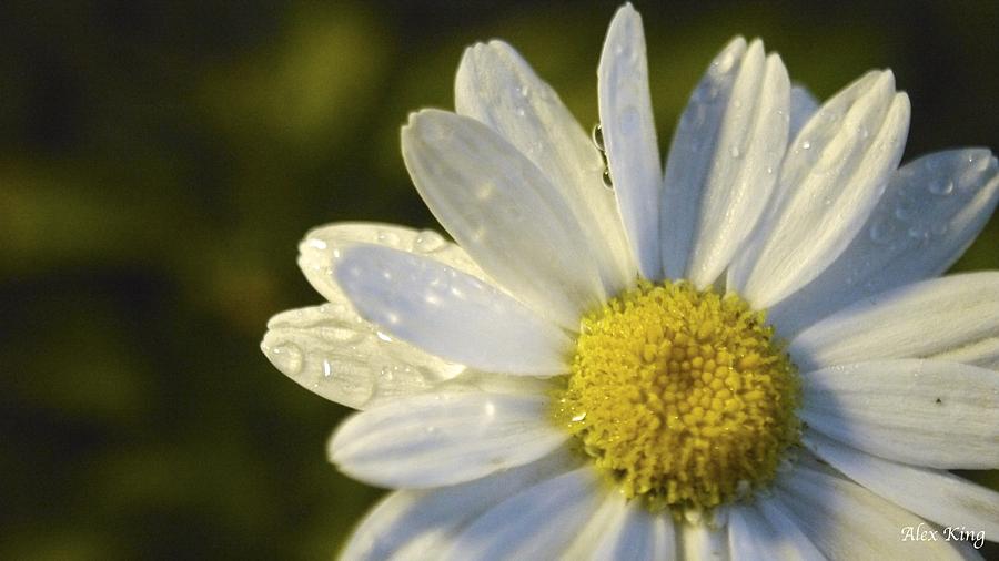 Soft Daisy Photograph by Alex King