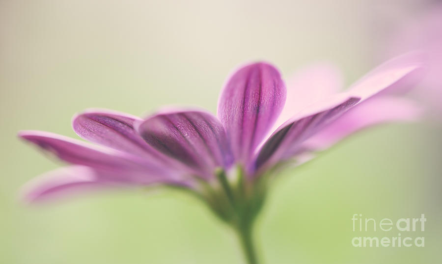 Daisy Photograph - Soft daisy by LHJB Photography