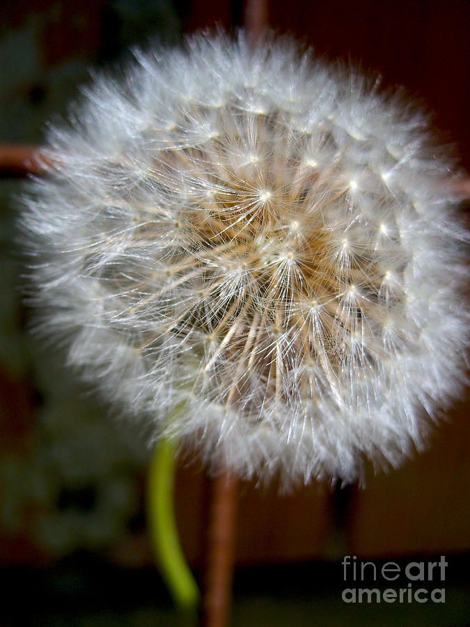 Soft Dandelion Photograph by Nina Ficur Feenan