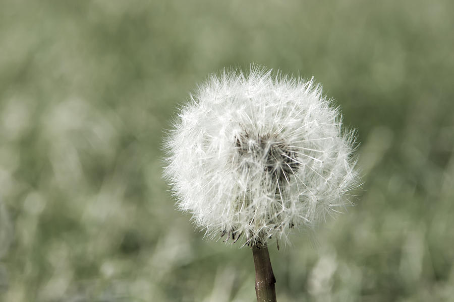 Soft Dandelion on Green Photograph by Photographic Arts And Design Studio