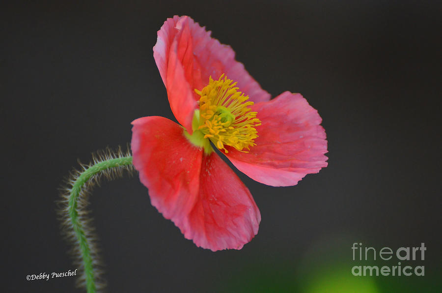 Poppy Photograph - Soft by Debby Pueschel